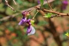 Ormocarpum trichocarpum