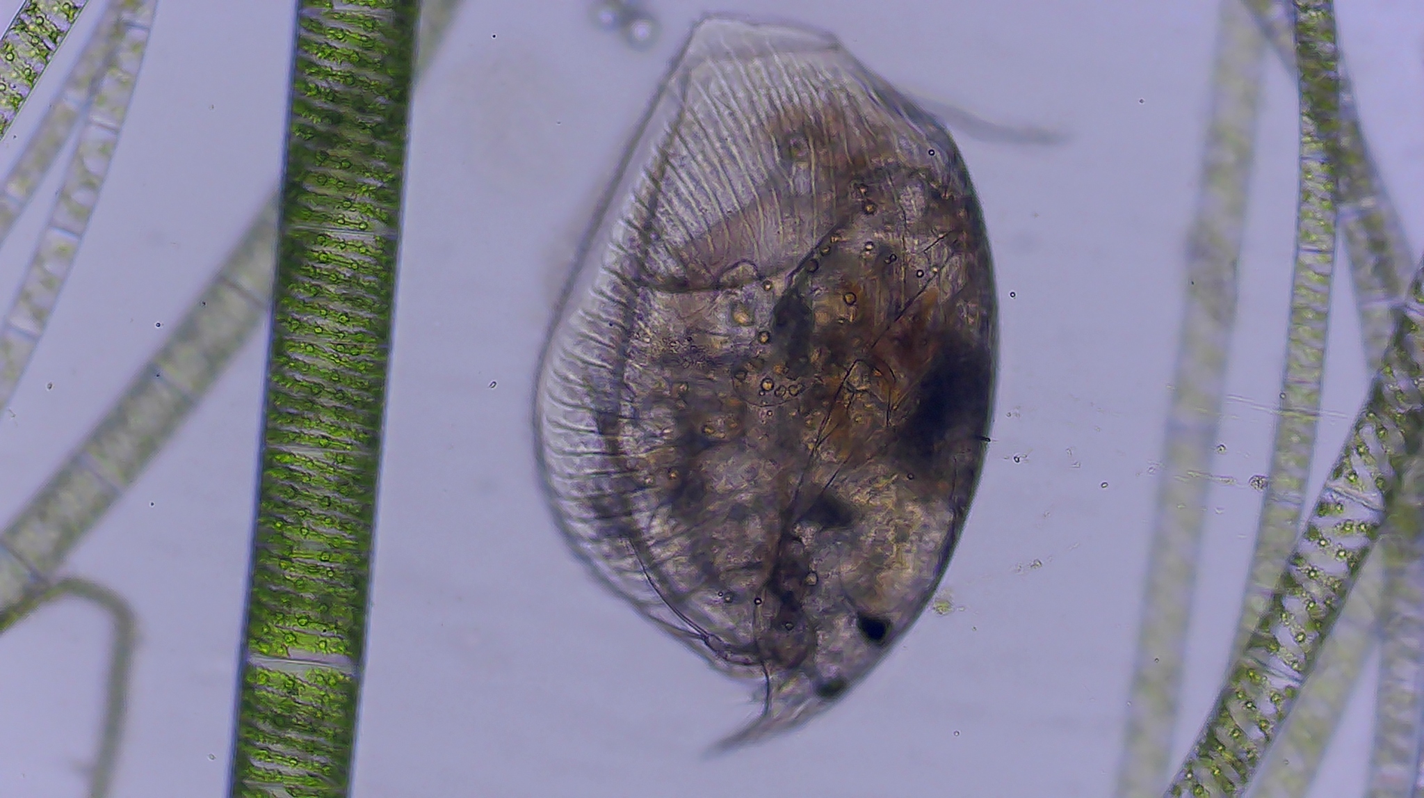 Picripleuroxus denticulatus (Birge, 1879)