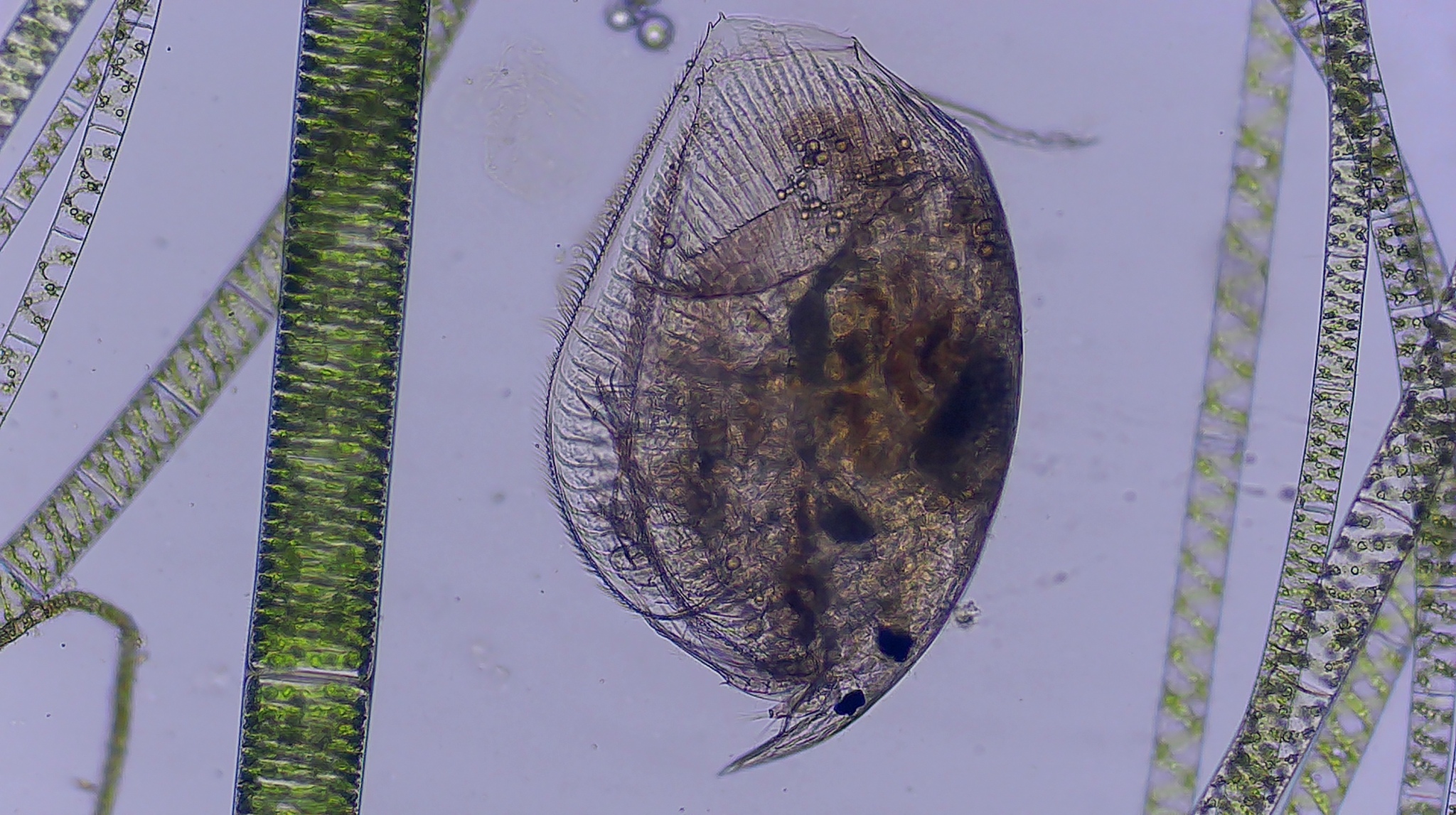 Picripleuroxus denticulatus (Birge, 1879)