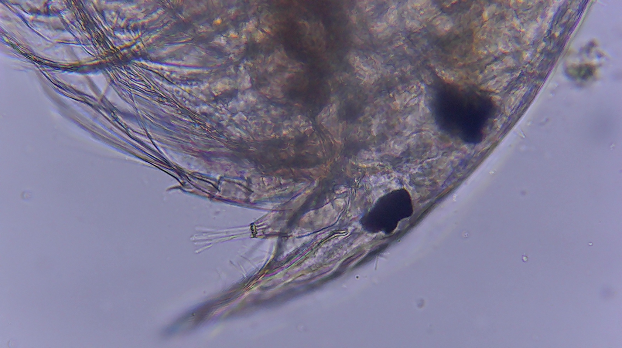 Picripleuroxus denticulatus (Birge, 1879)