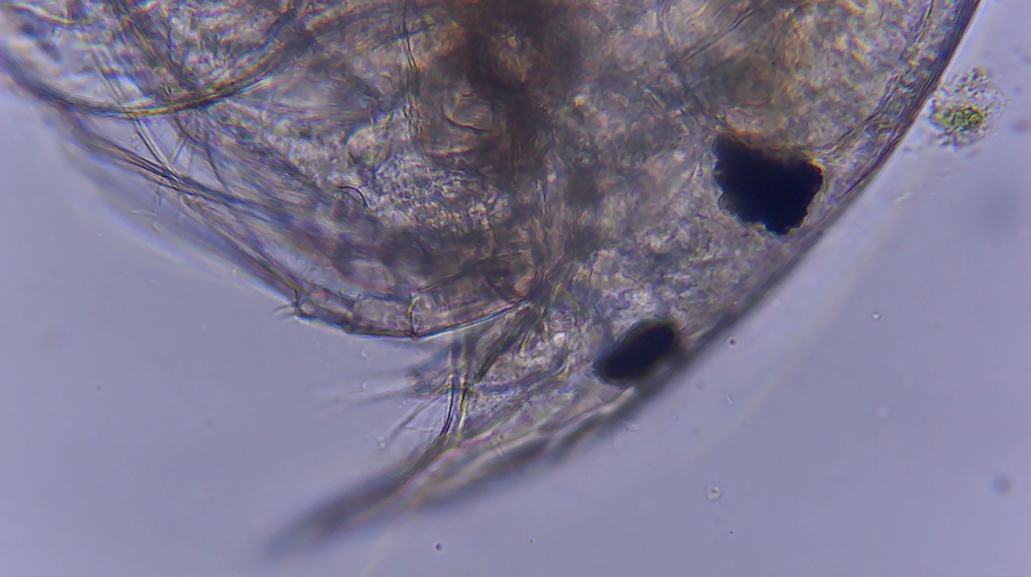Picripleuroxus denticulatus (Birge, 1879)