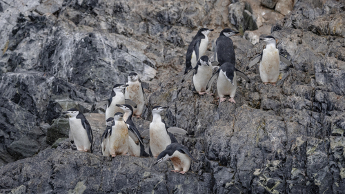 Pygoscelis antarcticus observed 2026-03-23