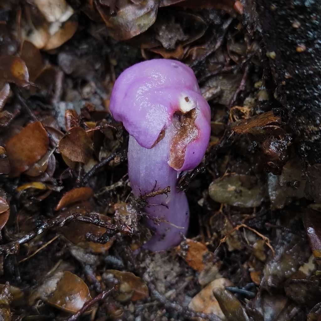 Cortinarius minorisporus · January 2026 · photo: © zedt (iNaturalist, cc-by)