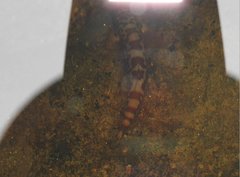 Liniparhomaloptera disparis