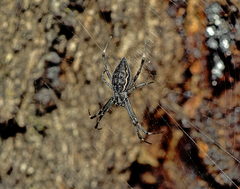Argiope ocyaloides