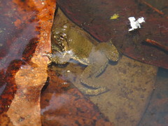 Occidozyga lima