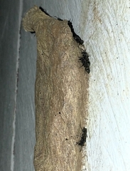 Metapolybia