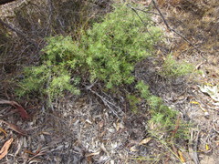 Hakea lissocarpha