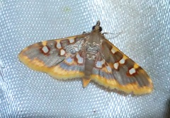 Prophantis