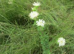 Lasiosiphon calocephalus