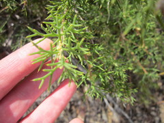 Hakea lissocarpha