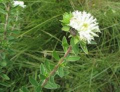 Lasiosiphon calocephalus