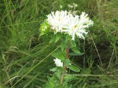 Lasiosiphon calocephalus