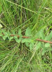 Lasiosiphon calocephalus