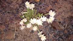 Pfaffia jubata