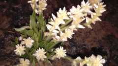 Pfaffia jubata