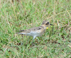 Charadrius pecuarius