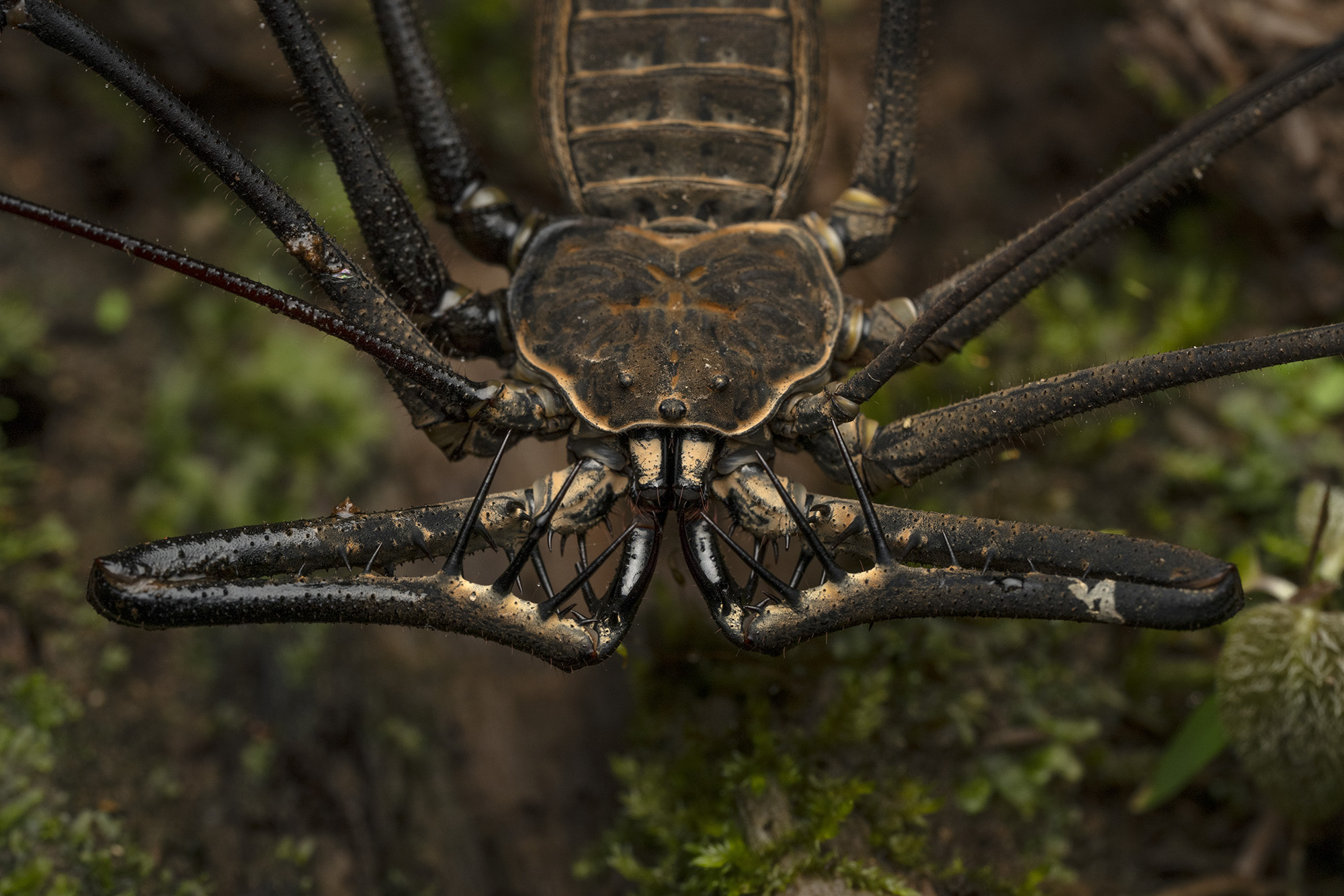 Heterophrynus batesii (Butler, 1873)