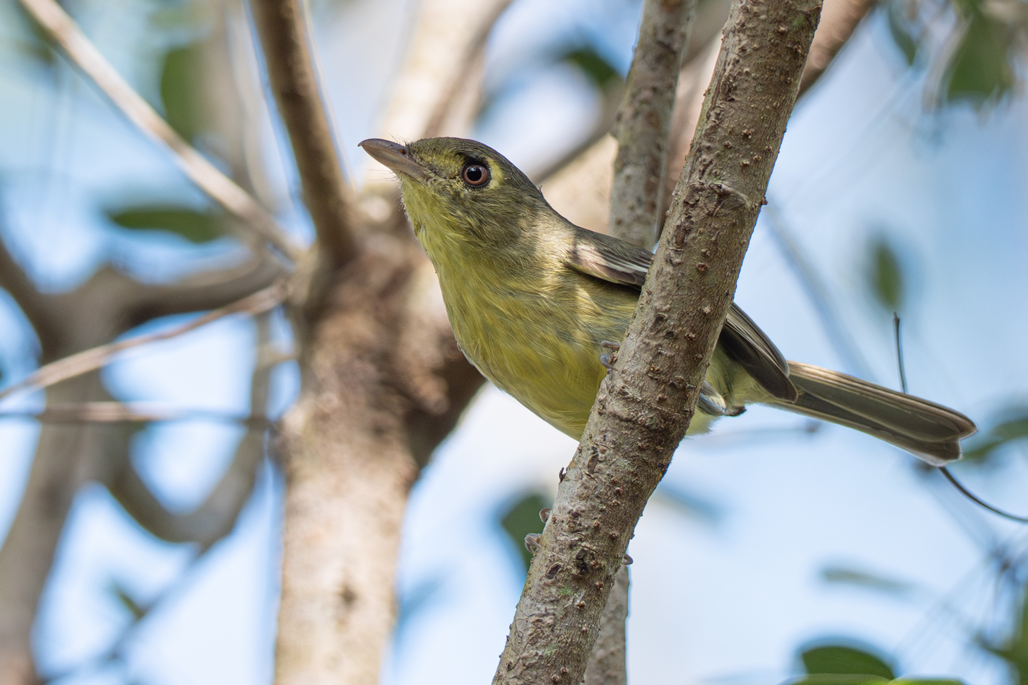 Cuban Vireo (Vireo gundlachii), photo 3