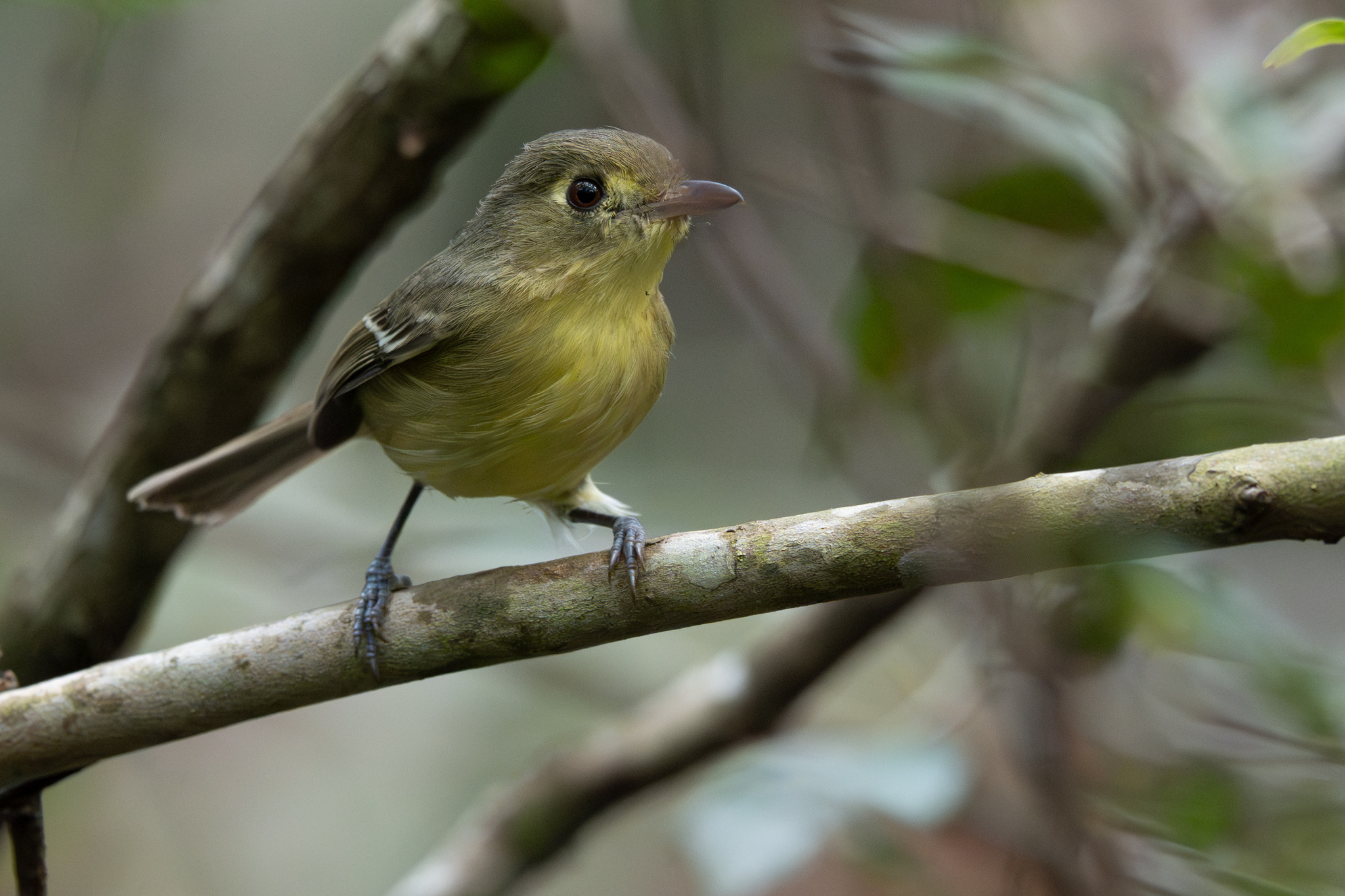 Cuban Vireo (Vireo gundlachii), photo 4