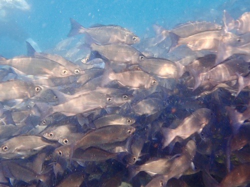 Longfin salema (Xenichthys agassizii) — Haemulidae — 4