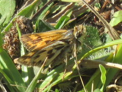 Hylephila fasciolata