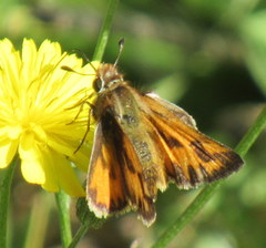 Hylephila fasciolata