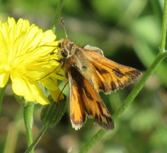 Hylephila fasciolata