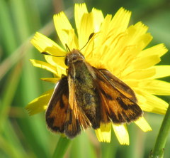 Hylephila fasciolata