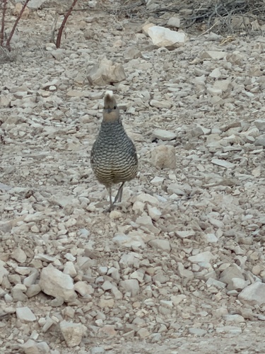 Scaled Quail (Callipepla squamata), photo 7