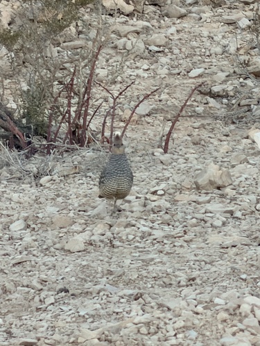 Scaled Quail (Callipepla squamata), photo 8