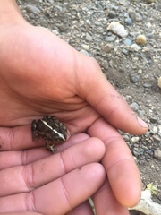 Pleurodema bufoninum