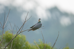 Columba pulchricollis
