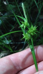 Image of Carex elliottii