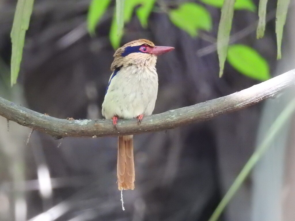 Lilac Kingfisher (Cittura cyanotis)