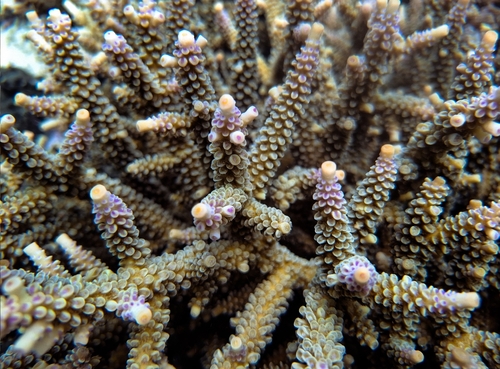 Acropora yongei observed 2026-03-22