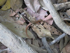 Scincella melanosticta