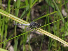 Leucorrhinia frigida