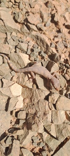 Algerian Sand Gecko