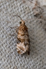 Lobesia xylistis
