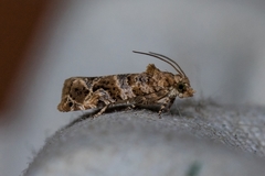Lobesia transtrifera