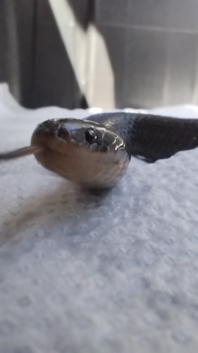 Reticulate Ground Snake