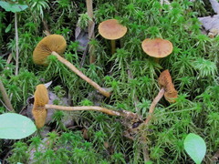 Cortinarius tubarius