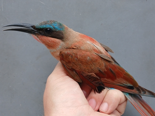 Southern Carmine Bee-eater