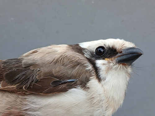 White-crowned Shrike