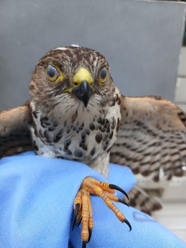 Little Sparrowhawk