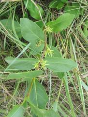 Vangueria venosa