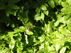 Apis mellifera