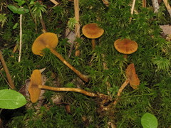 Cortinarius tubarius