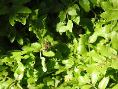 Apis mellifera